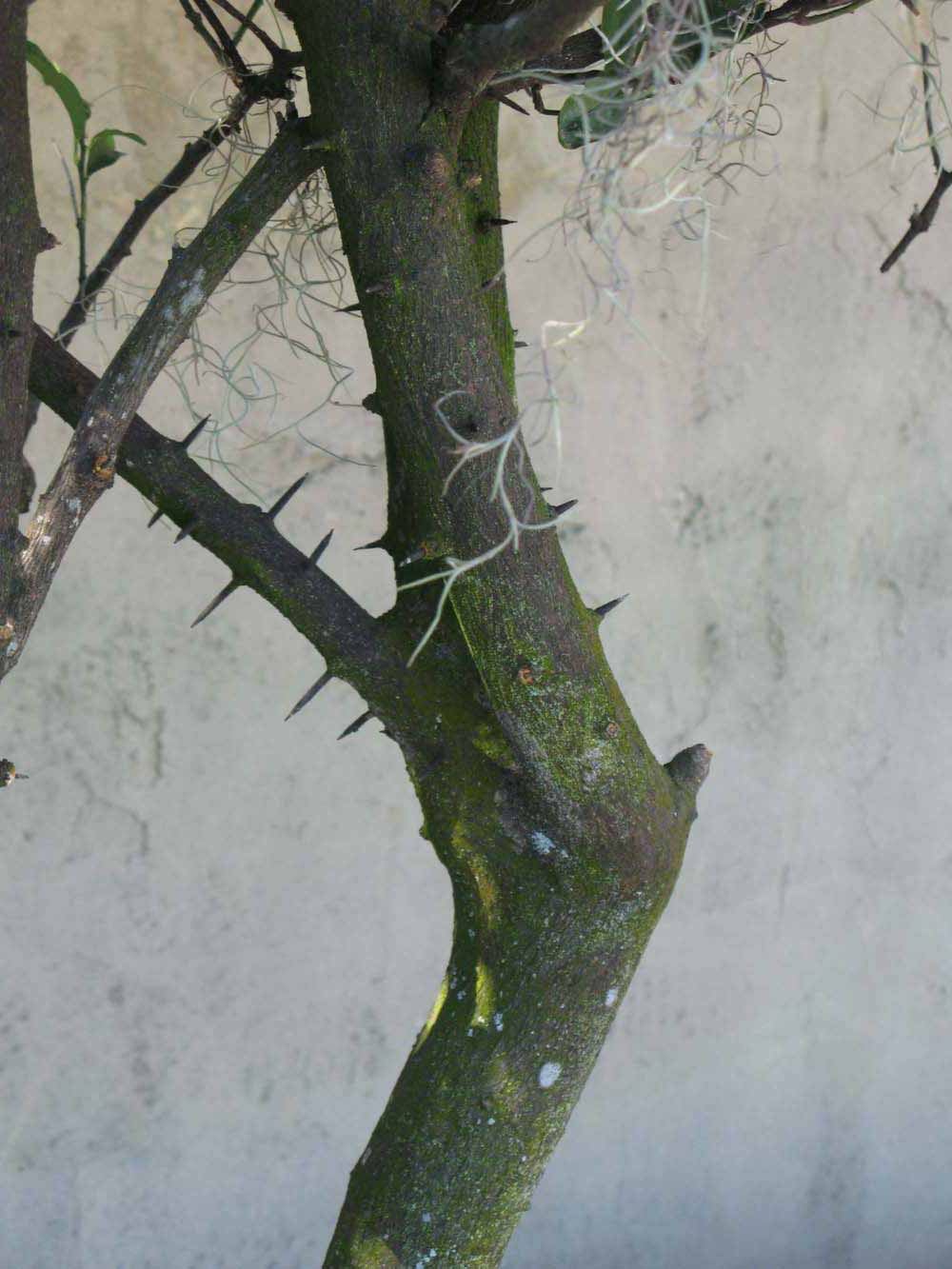              Bark (Winter Haven, FL)       